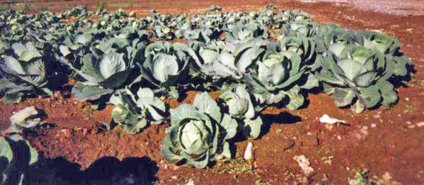 Cabbage Field